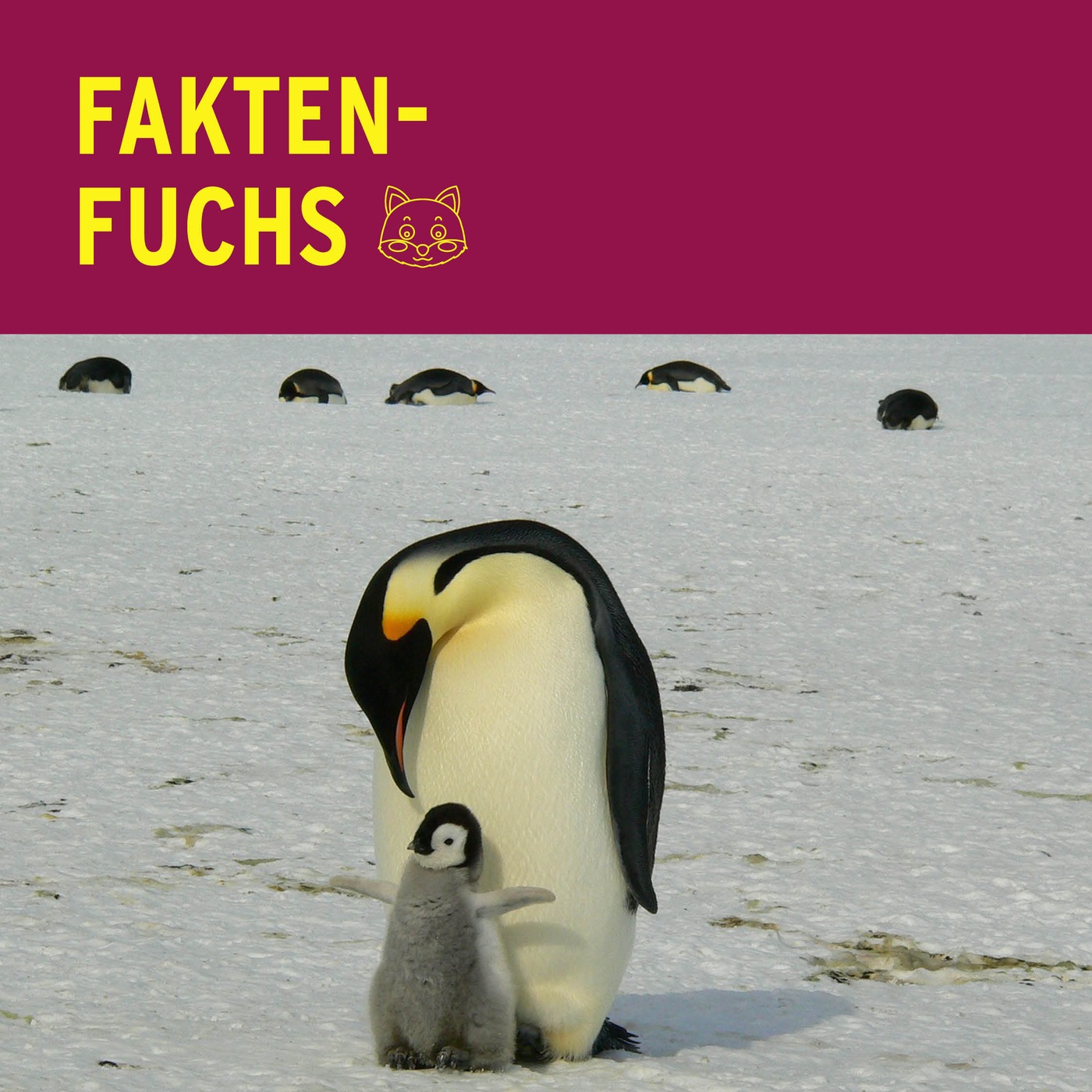 Faktenfuchs: Pinguine