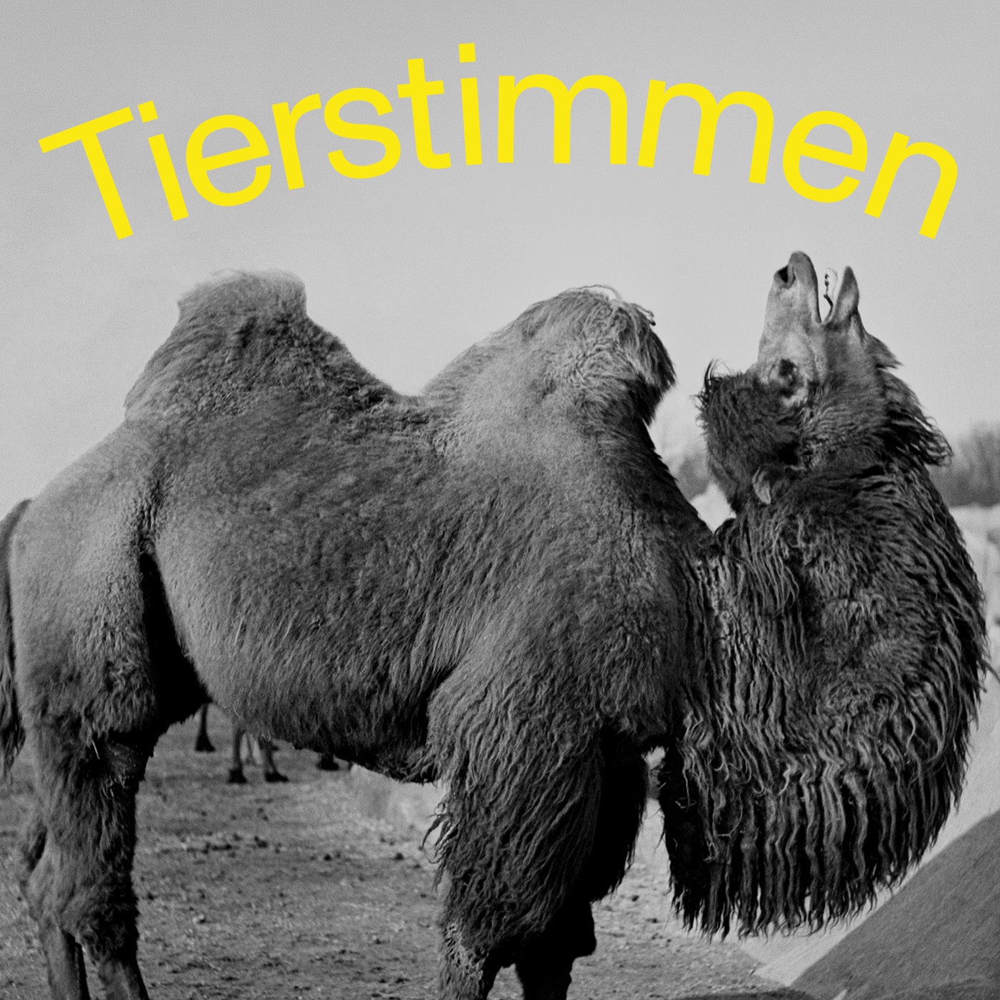 Tierstimmen: Wie klingt es im Multispezies-Haushalt?