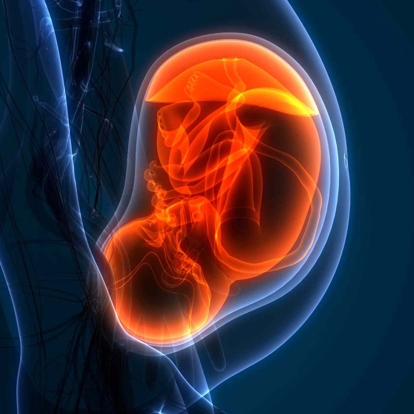 81_Die Schwangerschaft