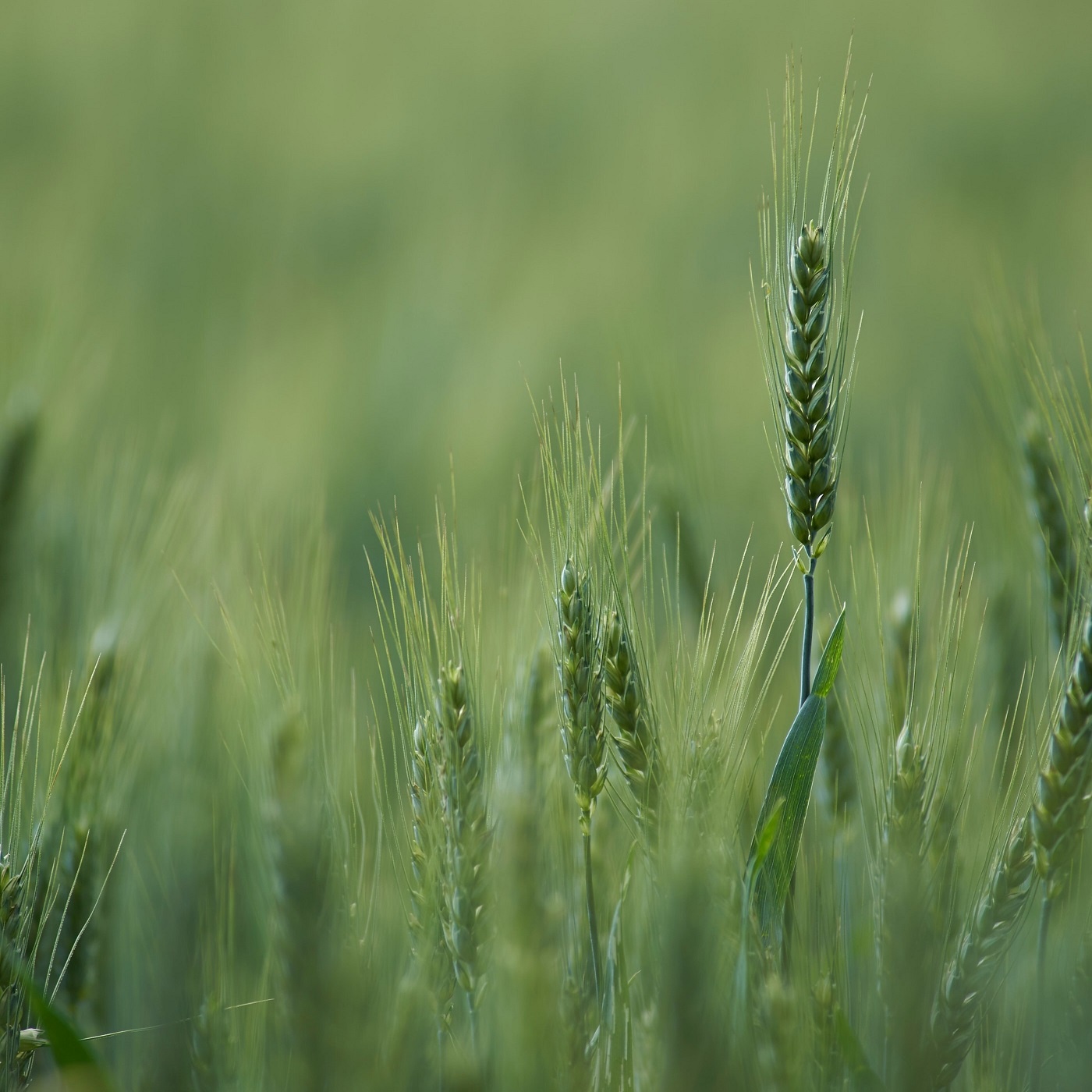 Korn, das in die Erde (EG 98)