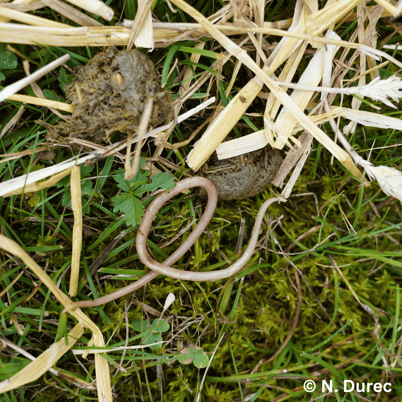 Folge 170: Schweinebestand schützen: Was gegen Spulwürmer wirkt