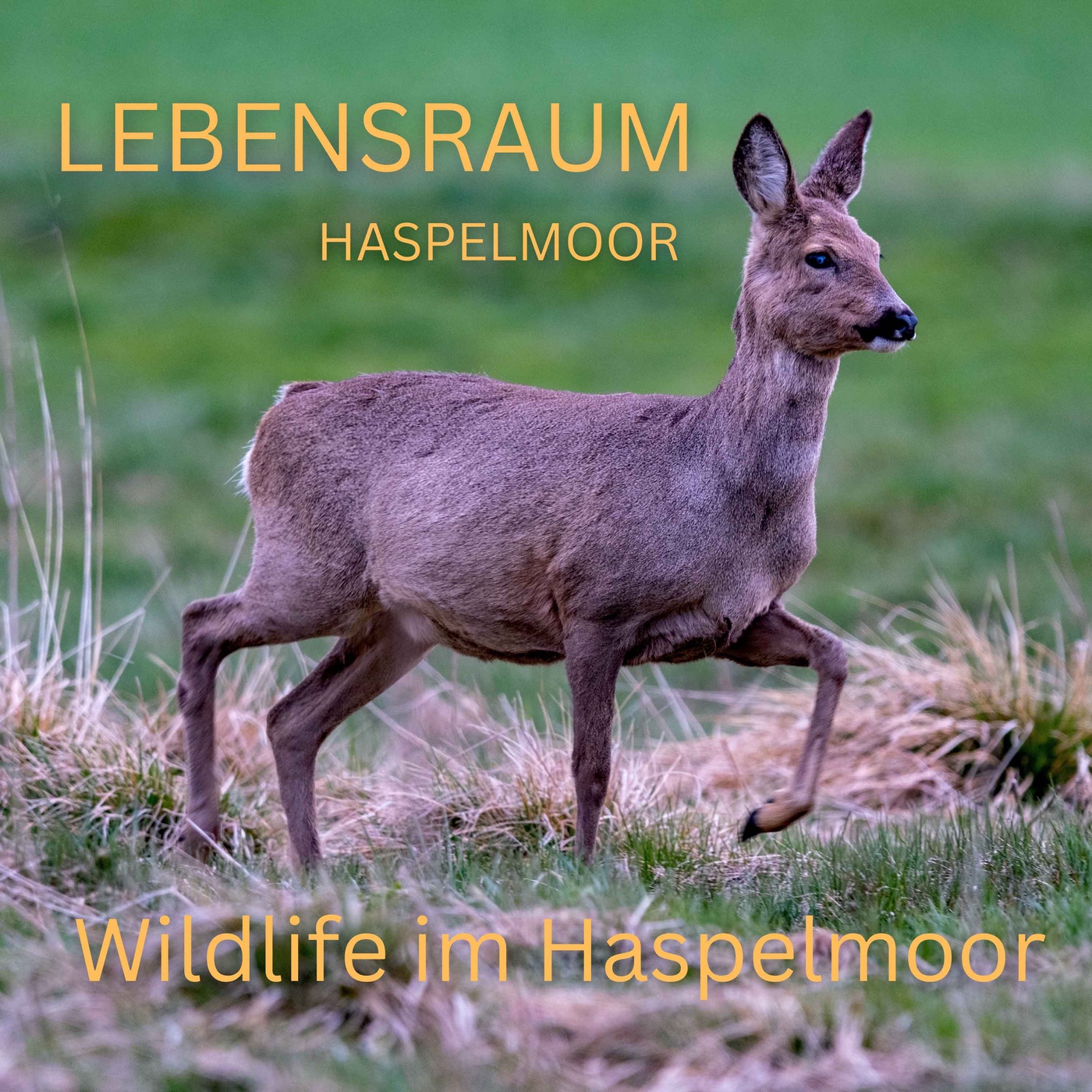 Wildlife im Haspelmoor - und wie kommt ein echter Elch und ein Leopard ins Moor?