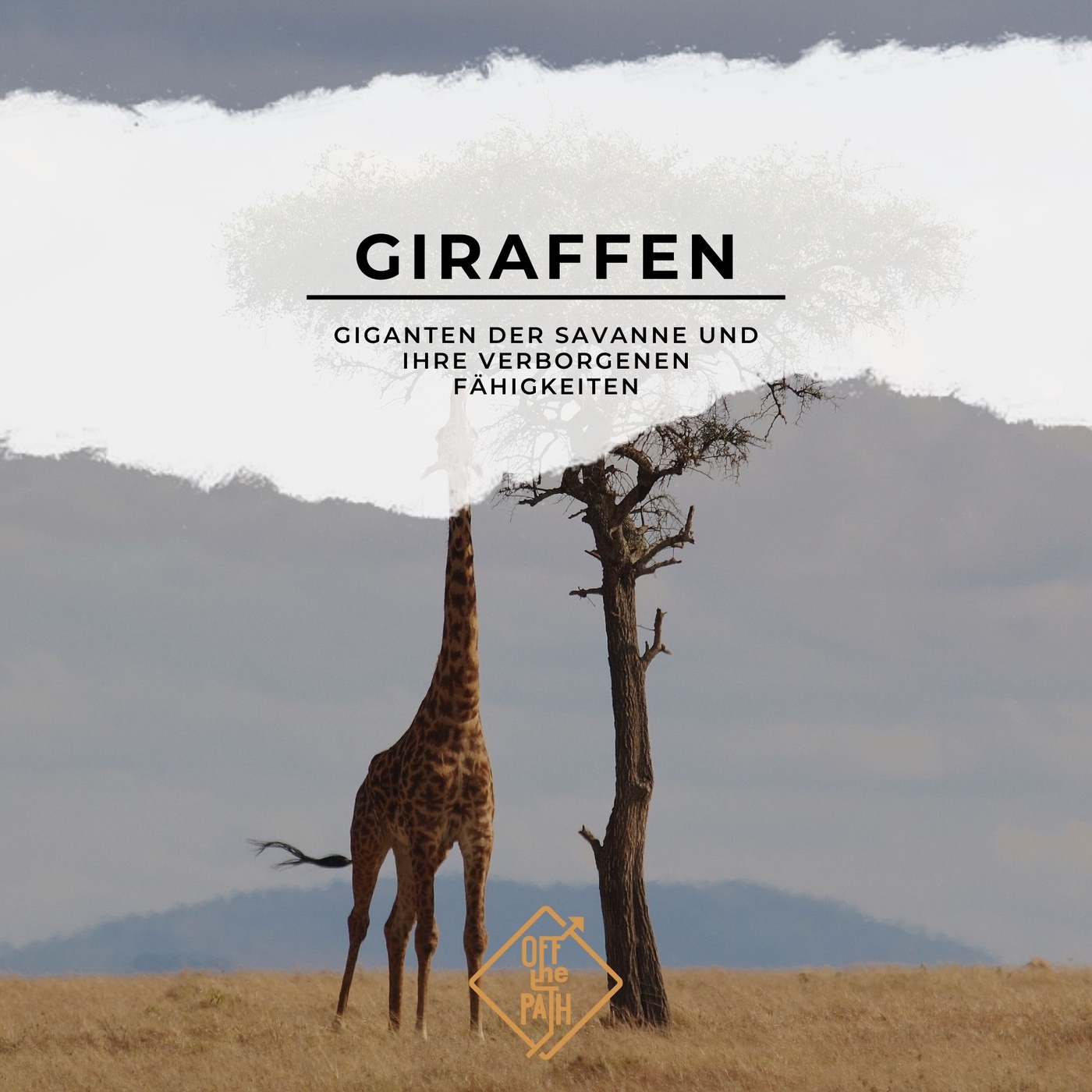 Giraffen: Giganten der Savanne und ihre verborgenen Fähigkeiten