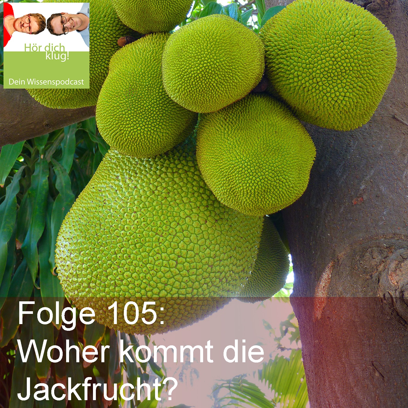 Woher kommt die Jackfrucht?