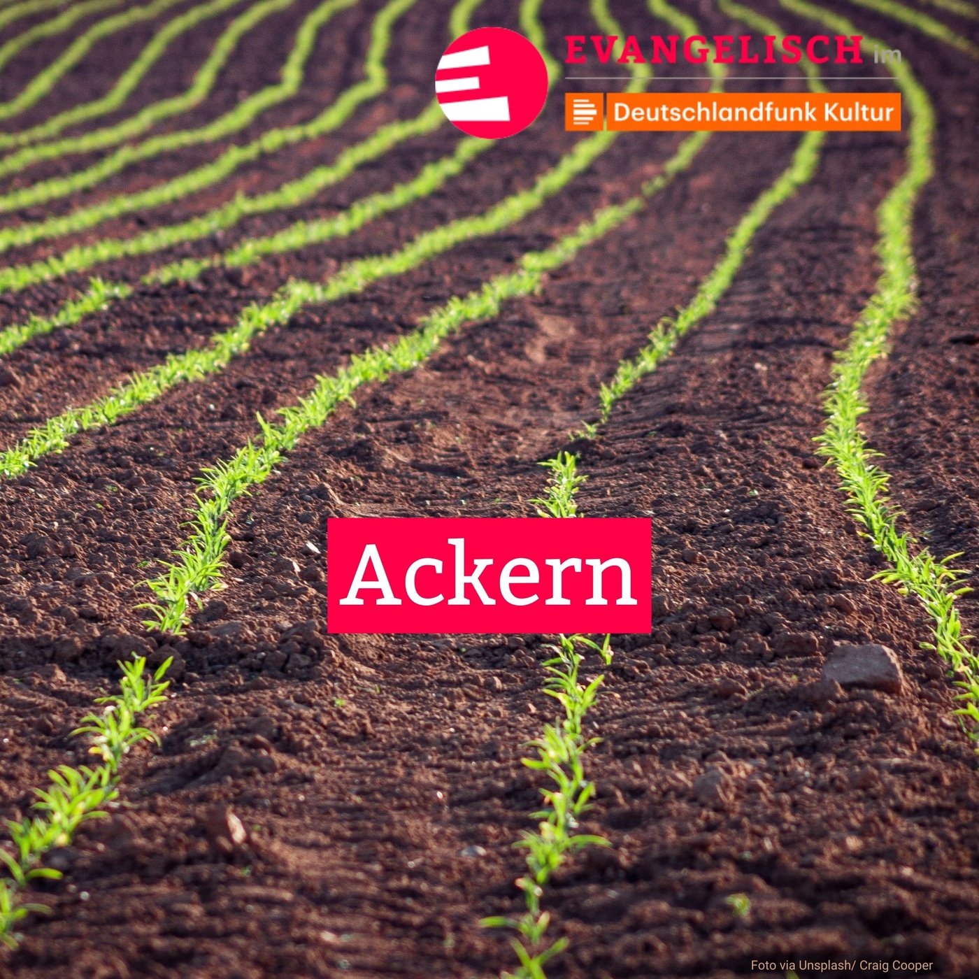 Ackern