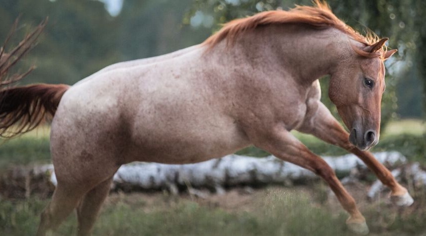 Dickes Pferd - was tun?