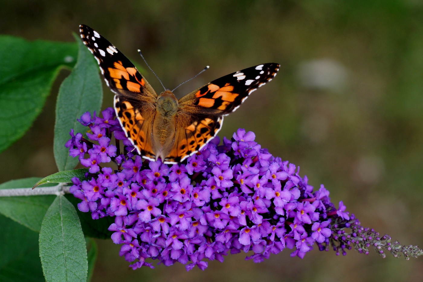 AUSGABE 24 - Faszination Buddleja