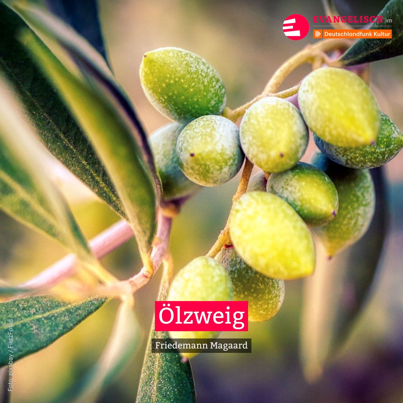 Ölzweig