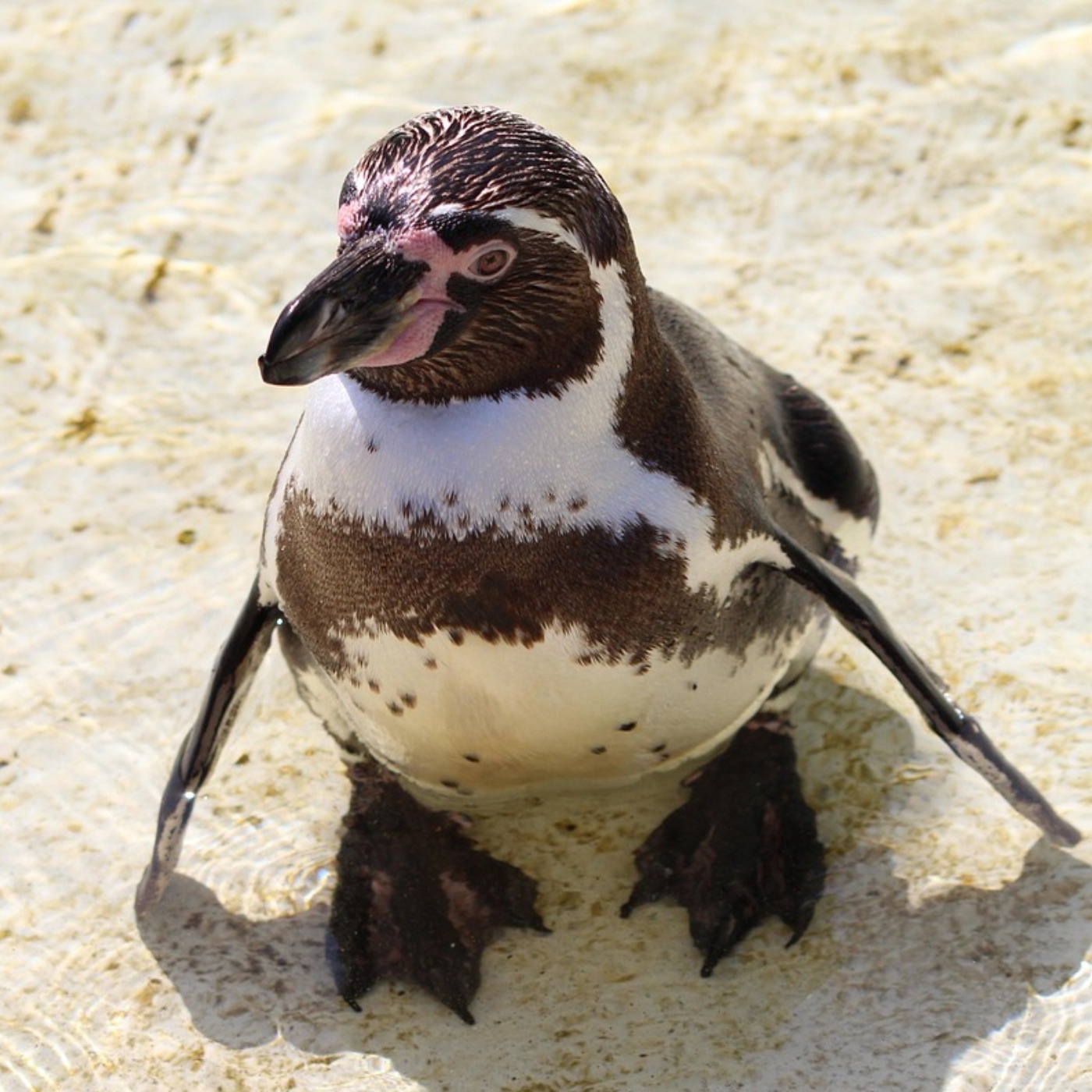 Neue Weltkarte | Vagusnerv besser erforscht | Rheinland-Pfalz pflanzt Bäume | Schutzanzüge für Pinguine
