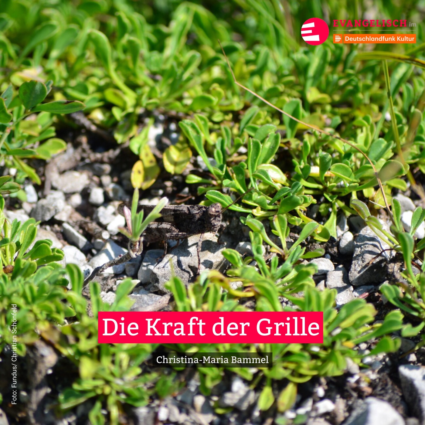 Die Kraft der Grillen