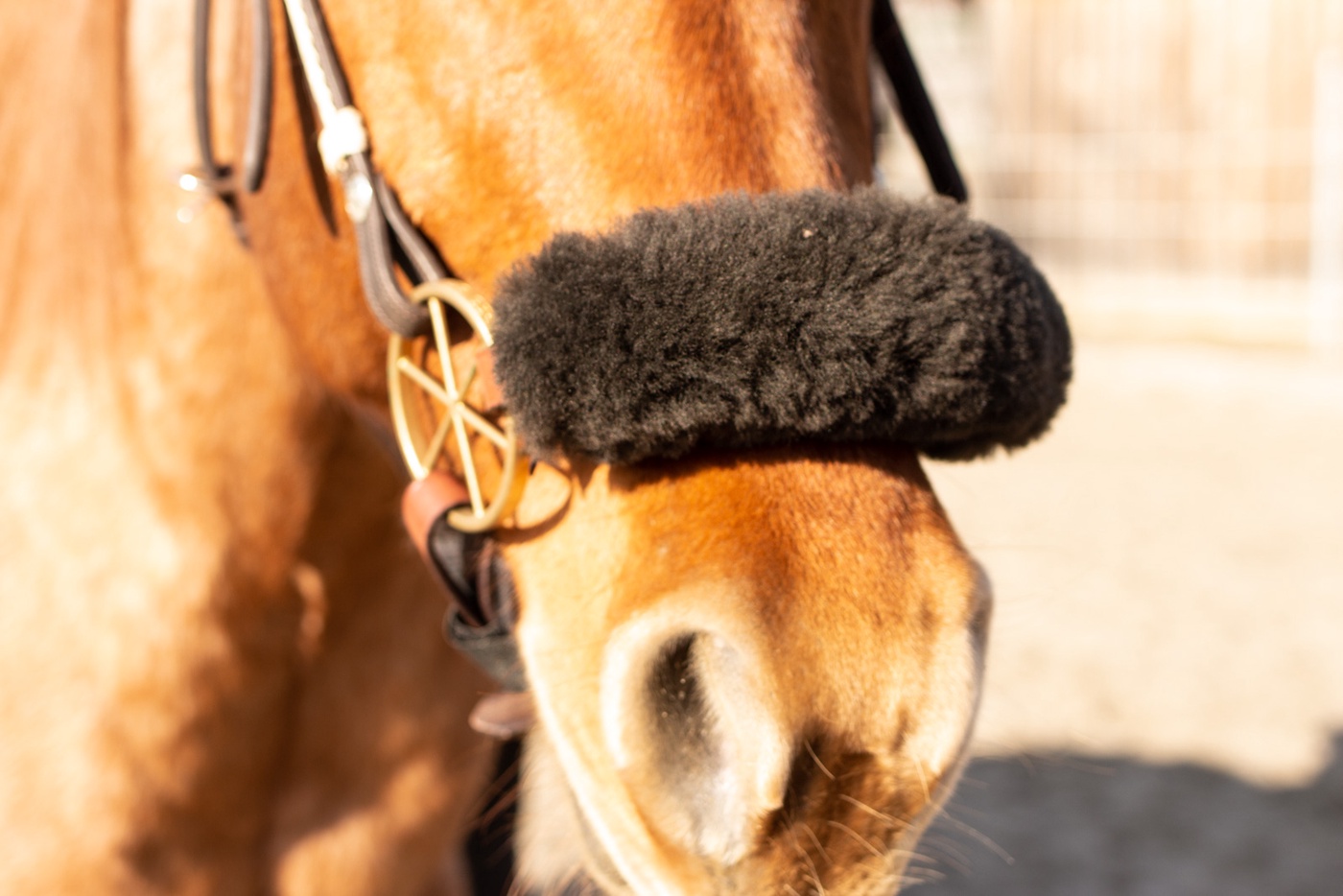 Das richtige Reiter-Mindset