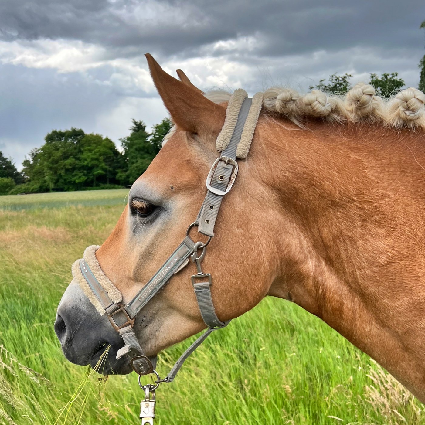 #366 Der Pipi-Trick beim Reitturnier