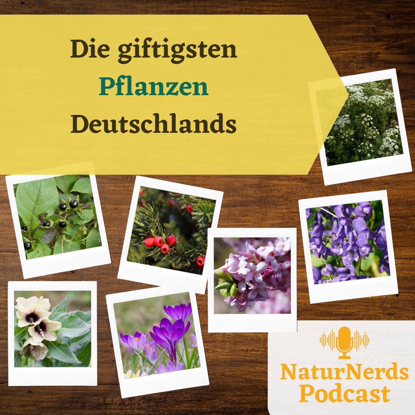 Die giftigsten Pflanzen Deutschlands