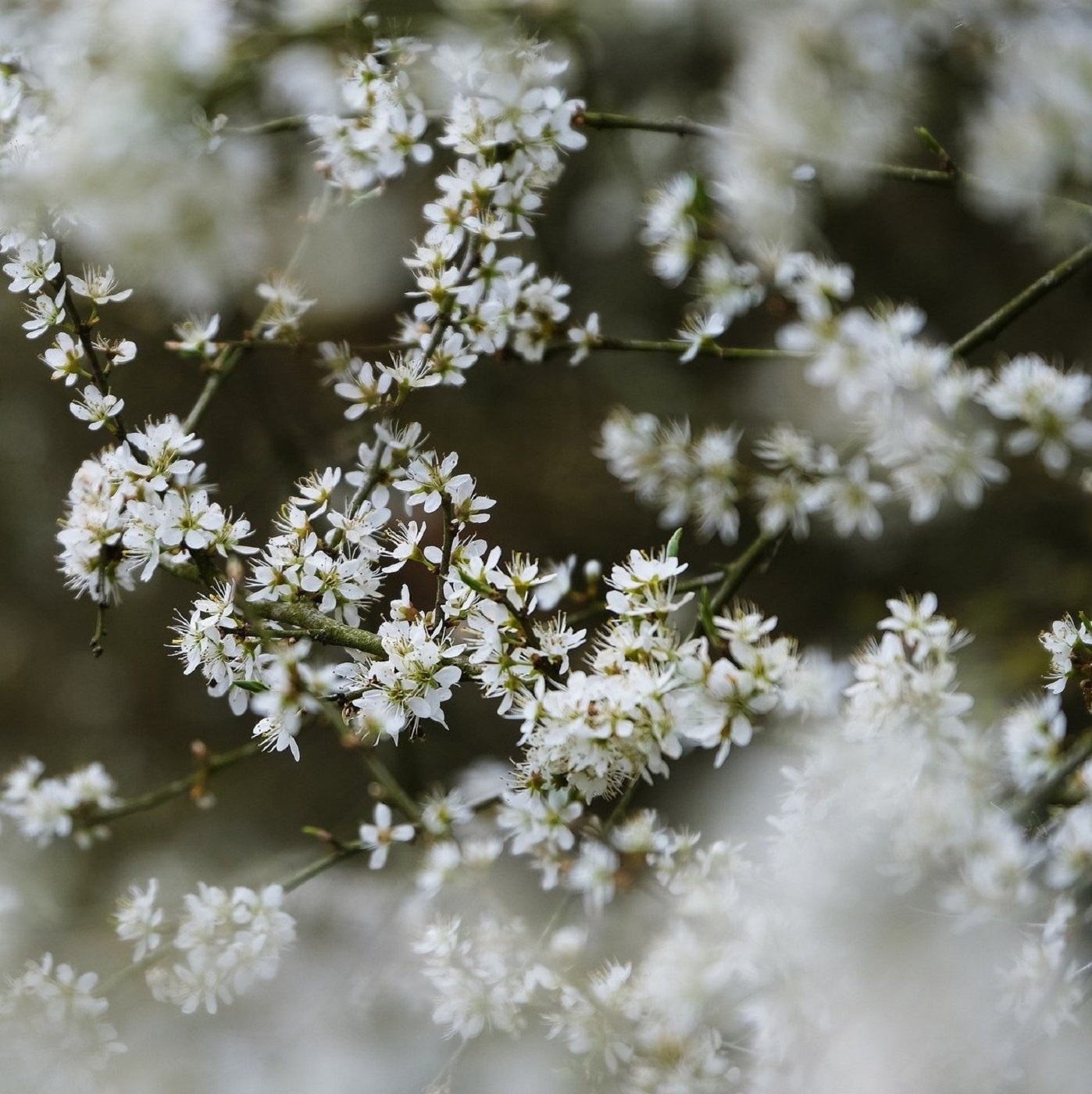 Die ganze Welt, Herr Jesu Christ (EG 110)