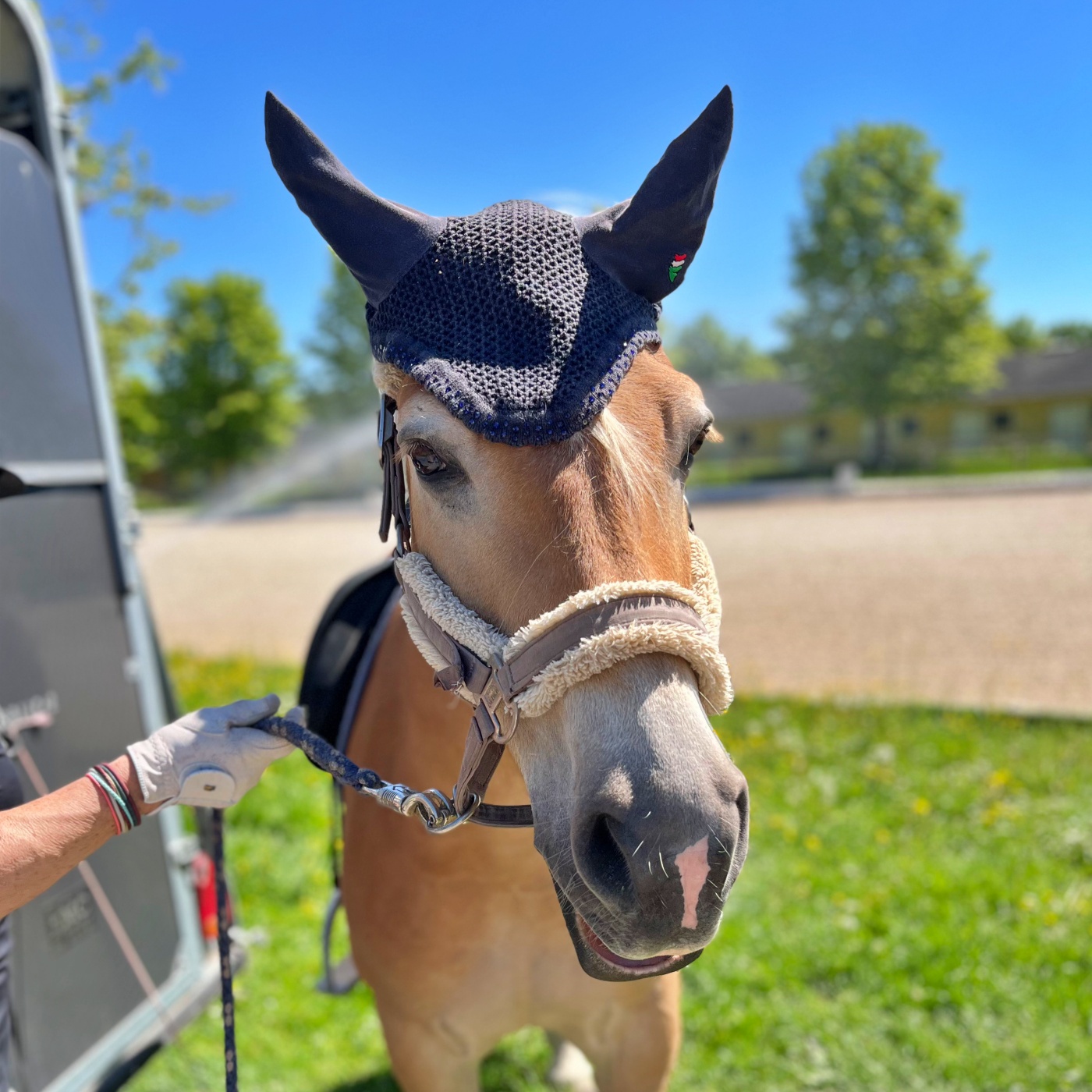 #444 Pferd kaufen mit der Freundin? Alarmstufe Rot!