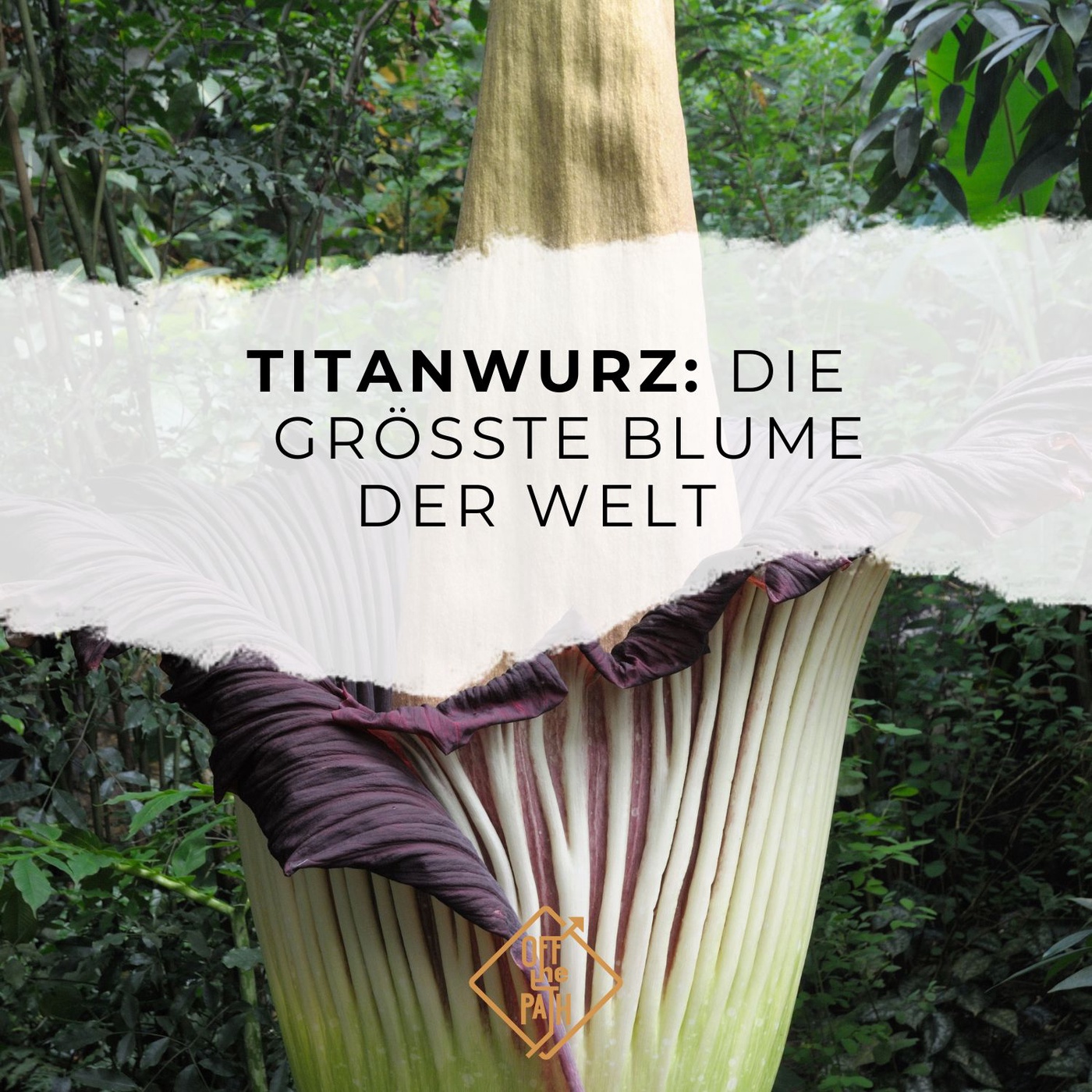 Titanwurz: Die größte Blume der Welt