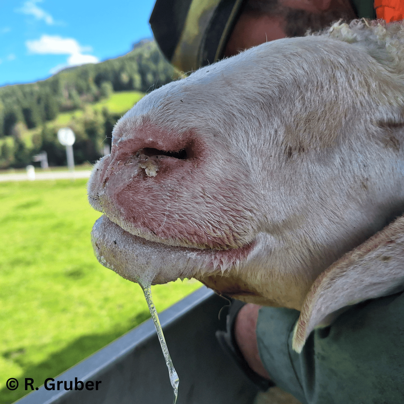 Folge 143: Aktuelles zur Blauzungenkrankheit