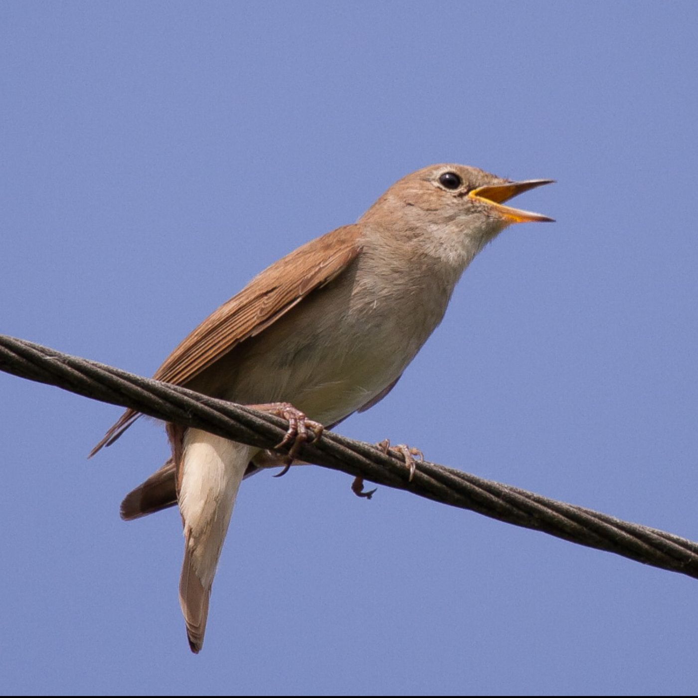 German & British Romanticism