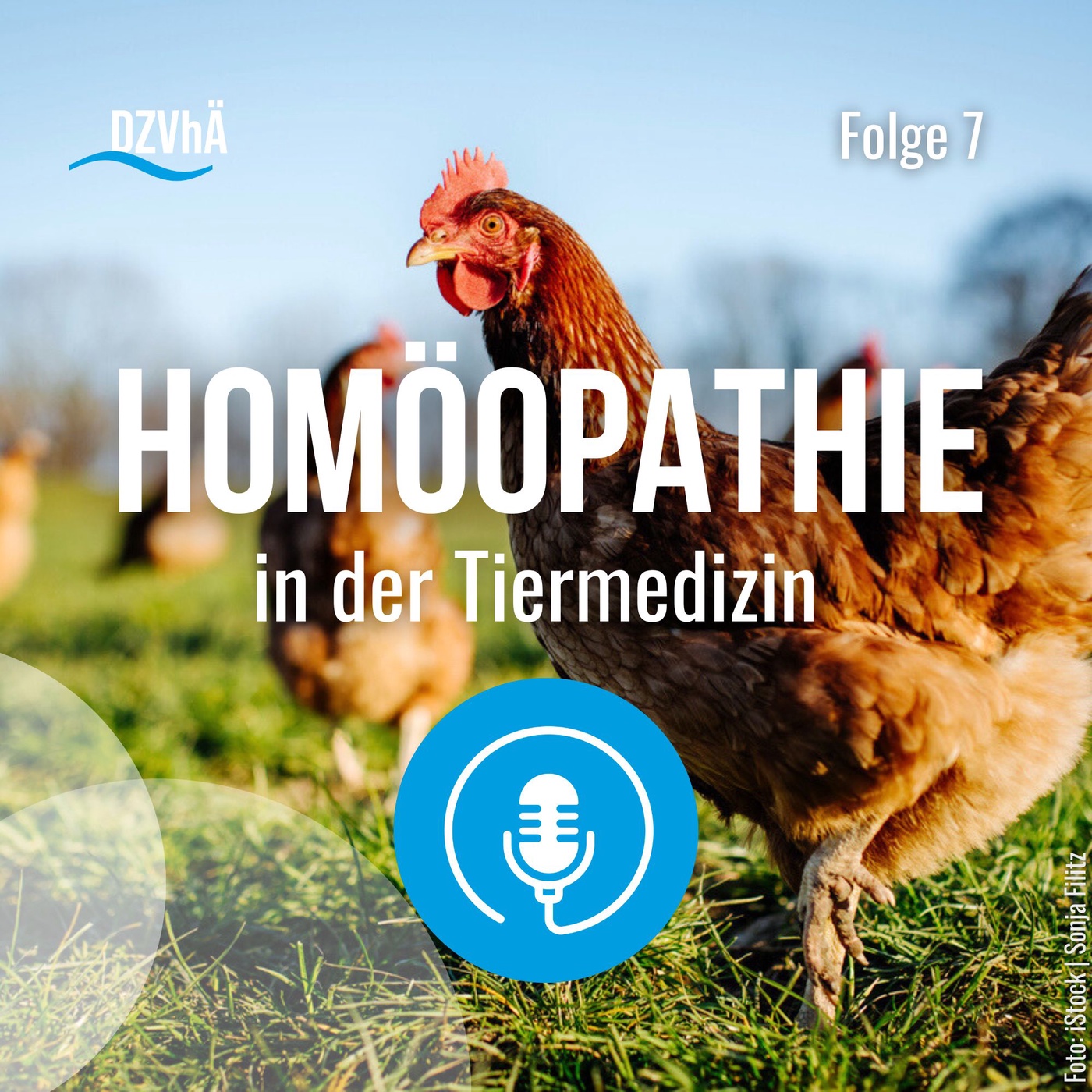 Homöopathie in der Tiermedizin