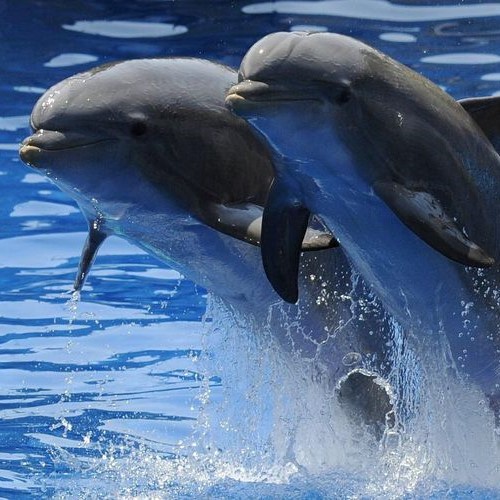 Delfinarium Ja oder Nein?
