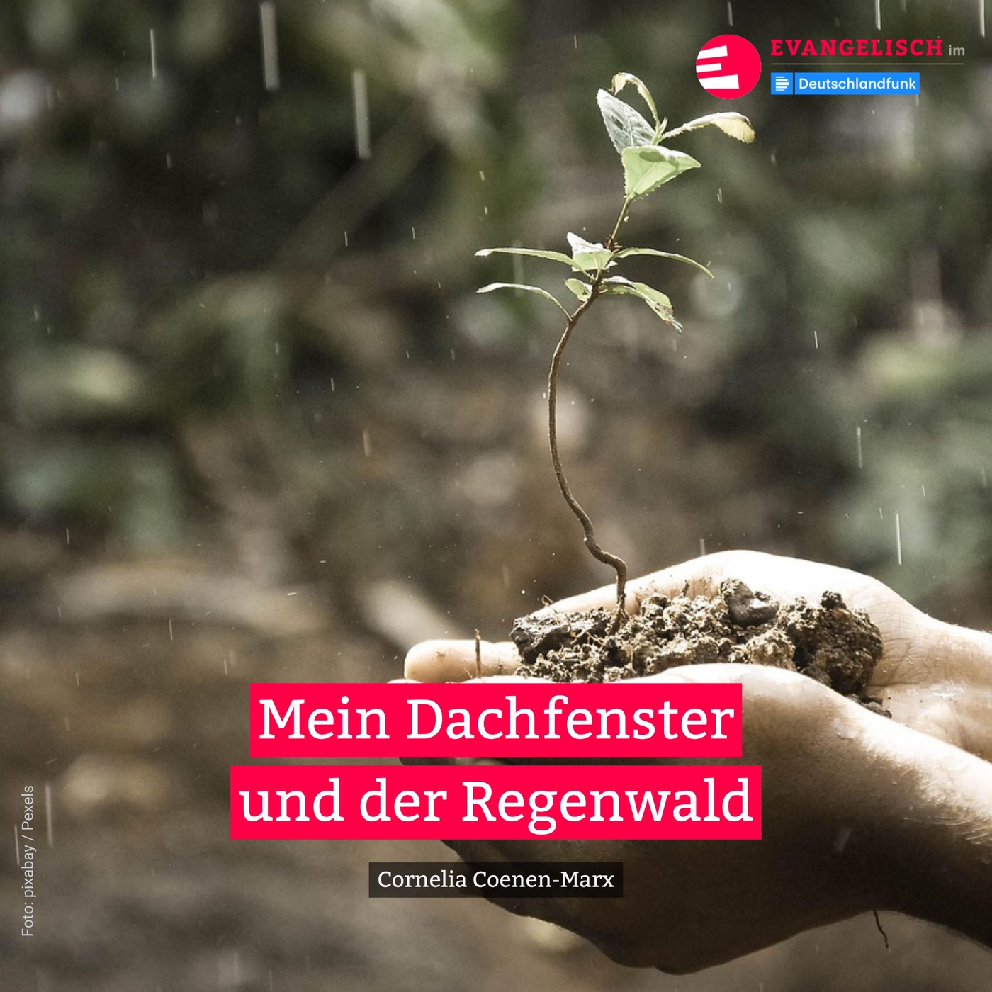 Mein Dachfenster und der Regenwald
