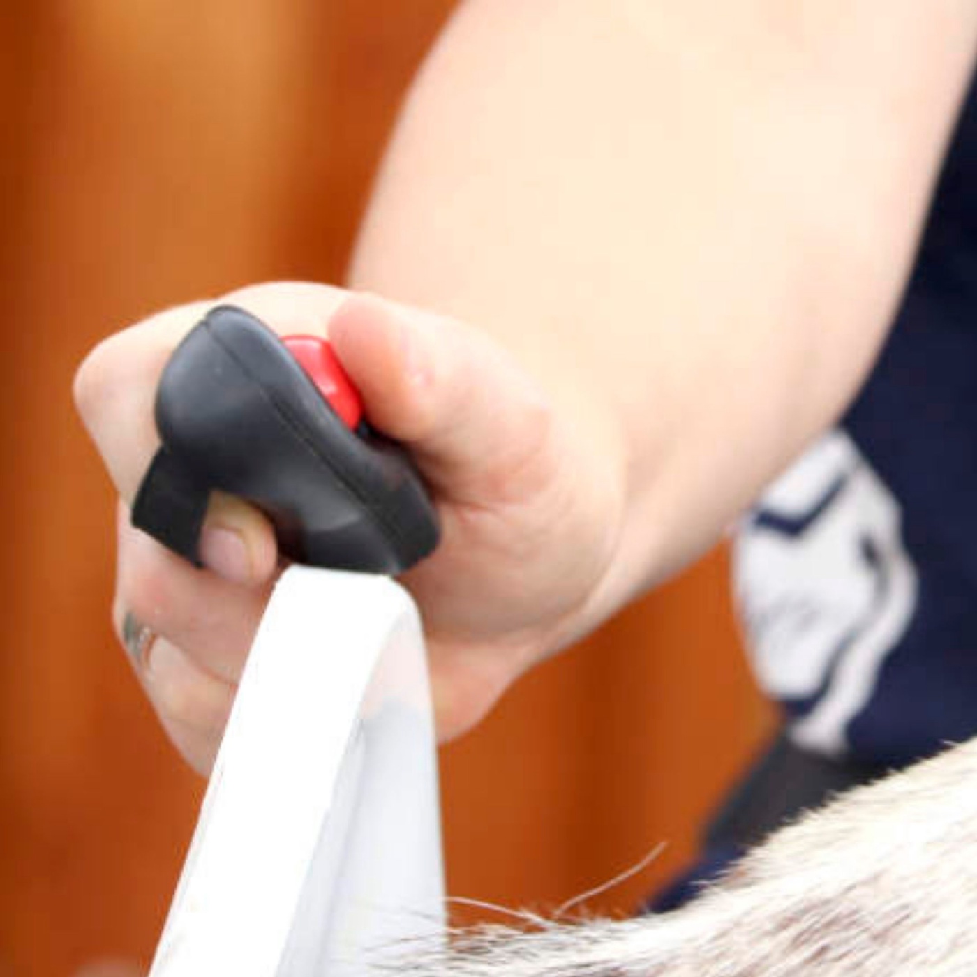 Positive Verstärkung - die wichtigsten Facts