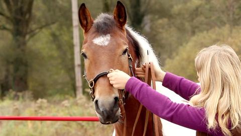 So bekommst du ein lockeres Reitpferd