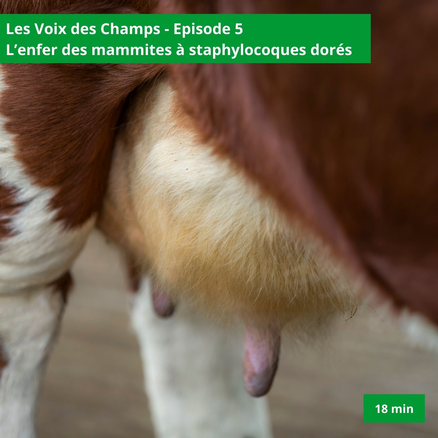 Les voix des champs - épisode 5 : L’enfer des mammites à staphylocoques dorés