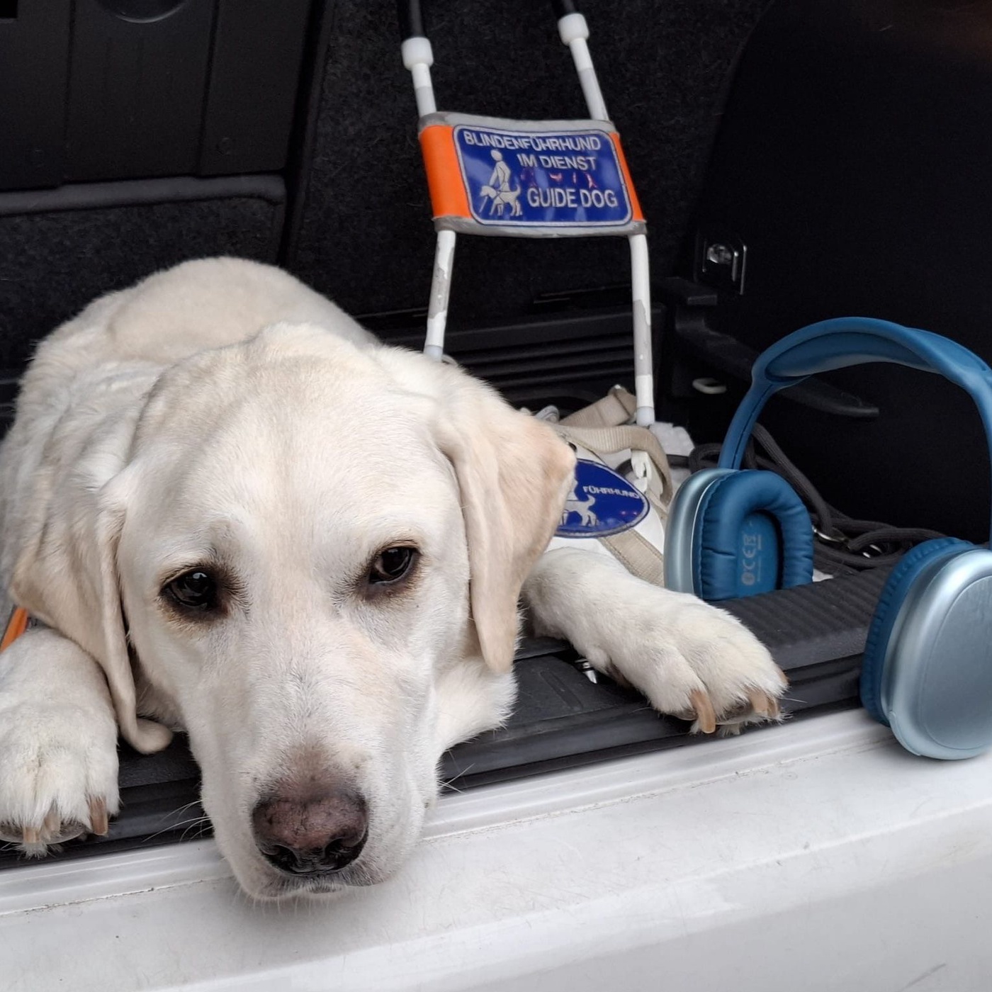 Die richtige Führhundschule finden
