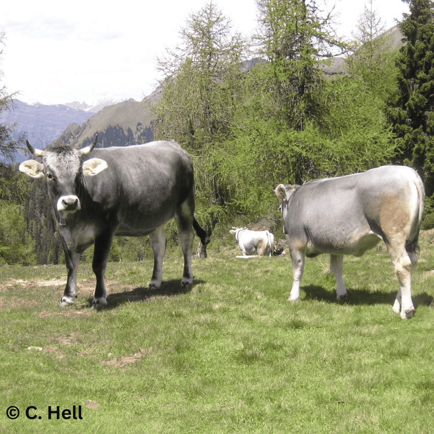 Folge 144: Almfleisch unter der Lupe – Ganzheitliche Qualität sichtbar machen