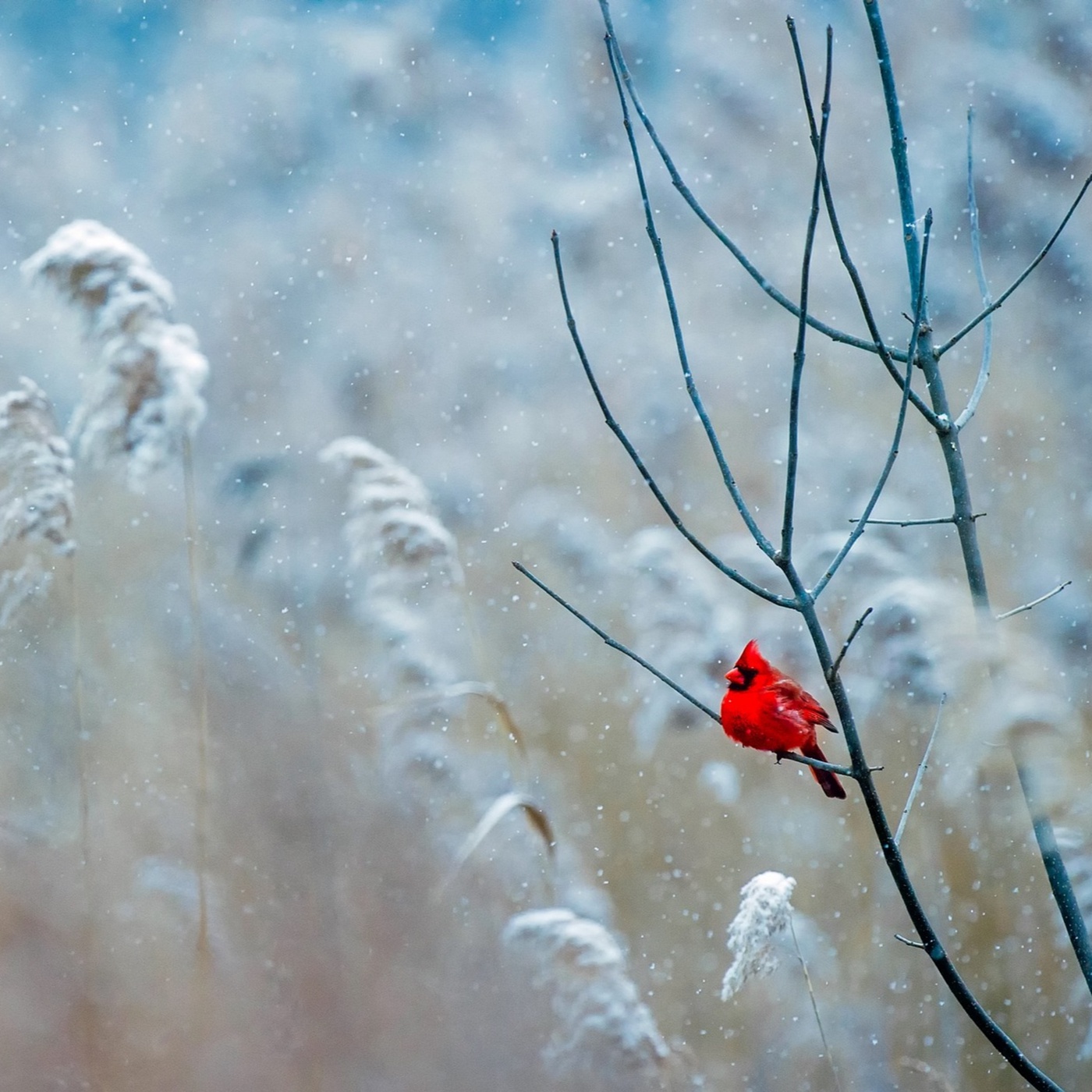 Adventkalender_Daniel Domig
