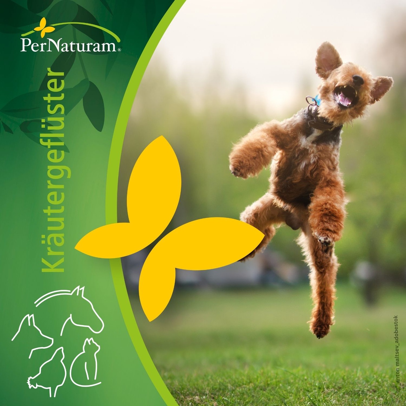 ADHS beim Hund? Hyperaktivität oder Überaktivität