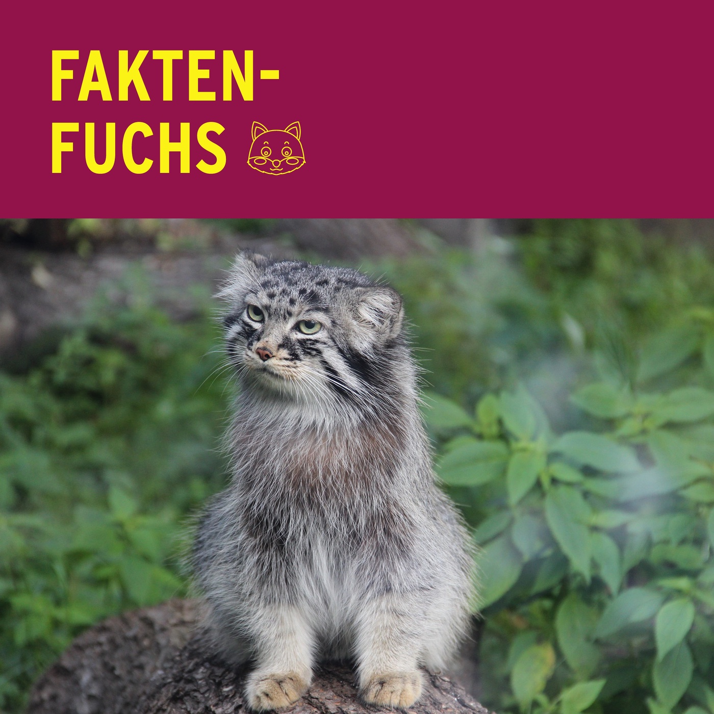 Fakten-Fuchs: Manuls