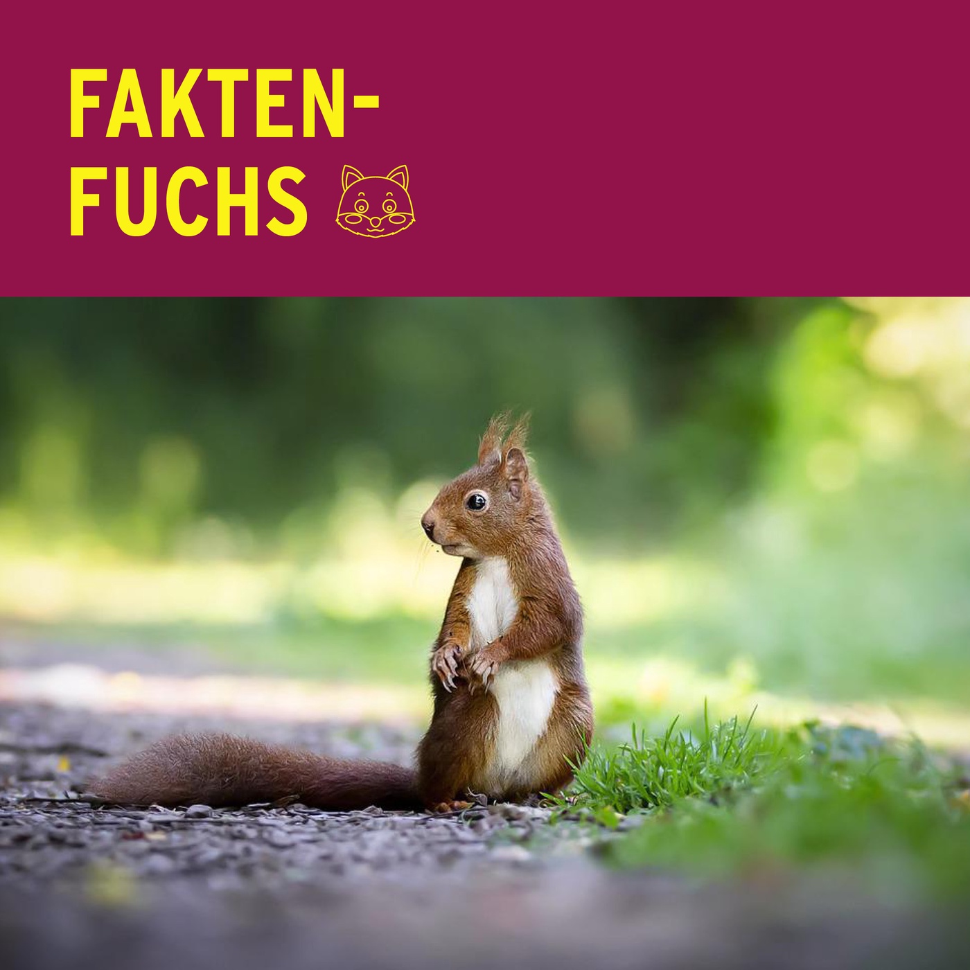 Fakten-Fuchs: Eichhörnchen