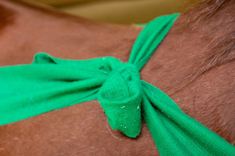 Mehr Schwung in deinem Pferd mit den Körperbändern