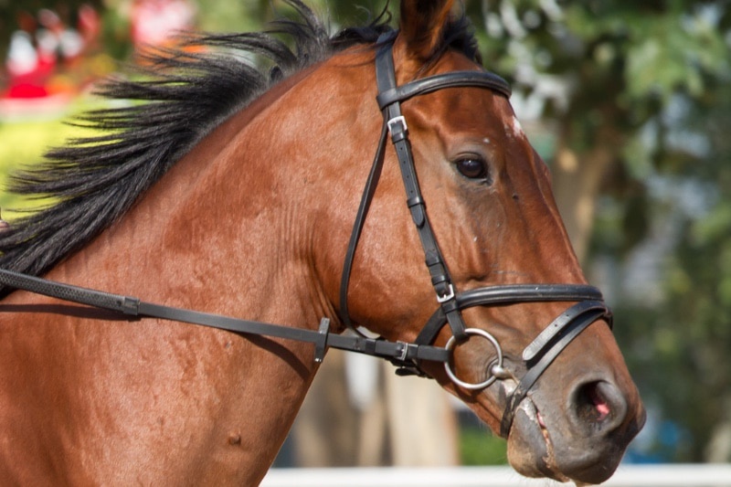 Pferdeausrüstung! 3 Teile die dringend weg müssen