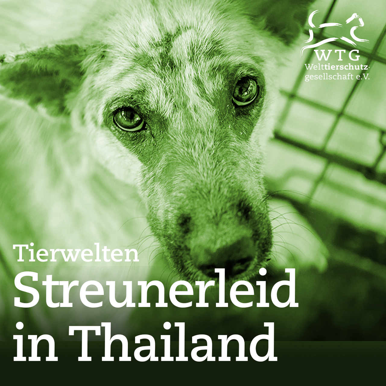 Streunerleid in Thailand