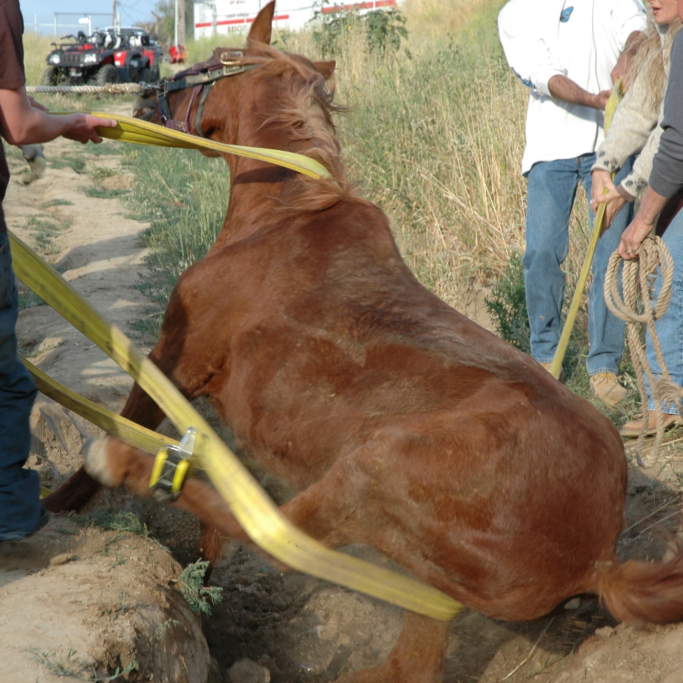 Pferd in Panik, was tun? Wie dem Pferd helfen?