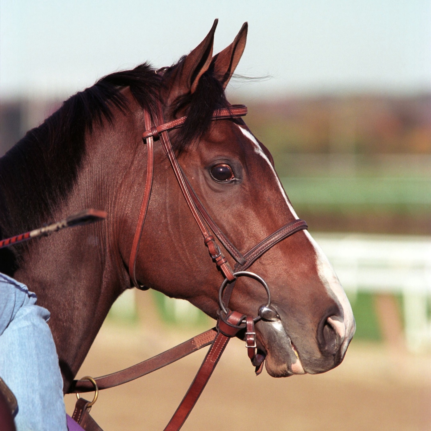 Sicher im Gelände mit dem Pferd