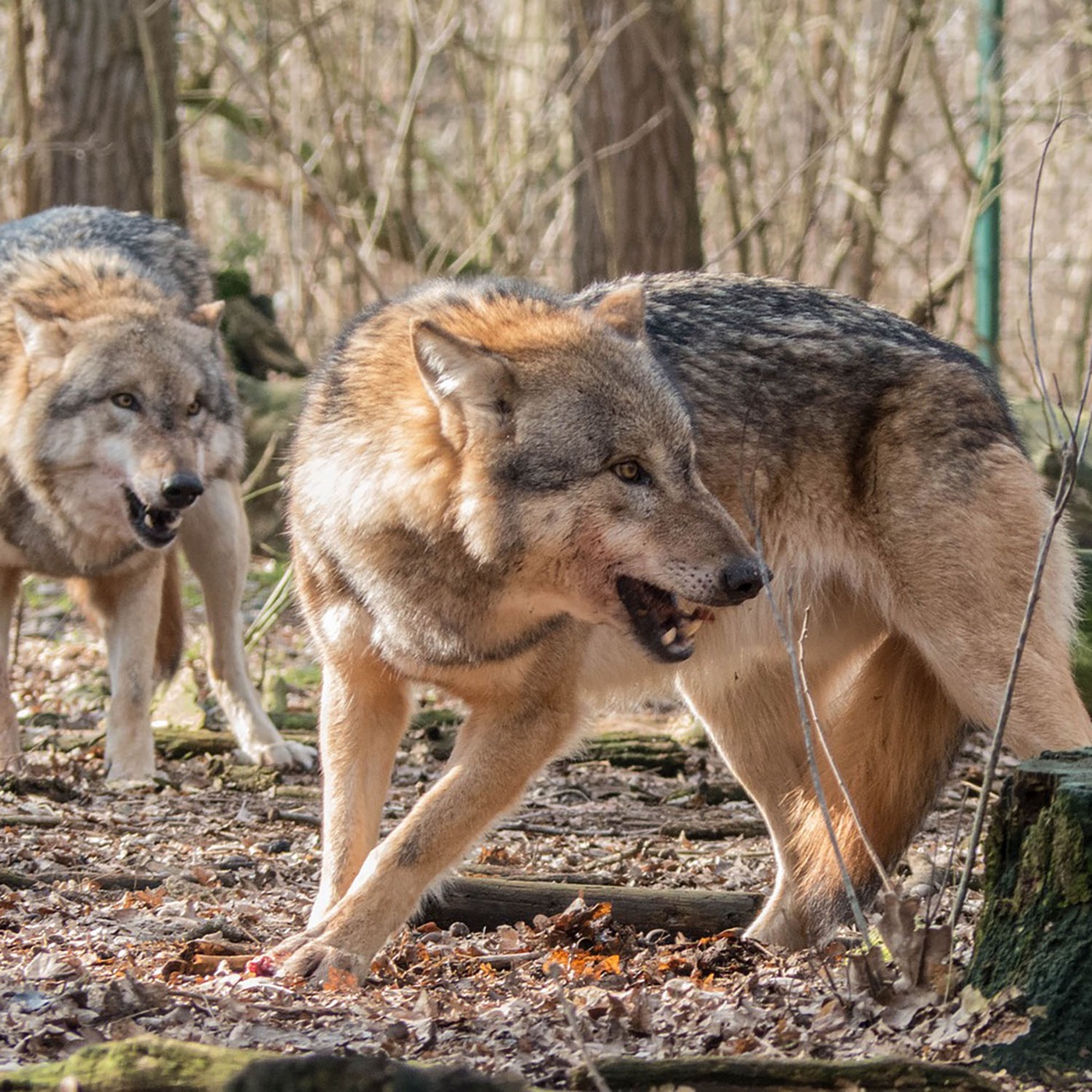 #10 – Der Wolf: Wie lange müssen wir noch auf eine Regulierung warten?