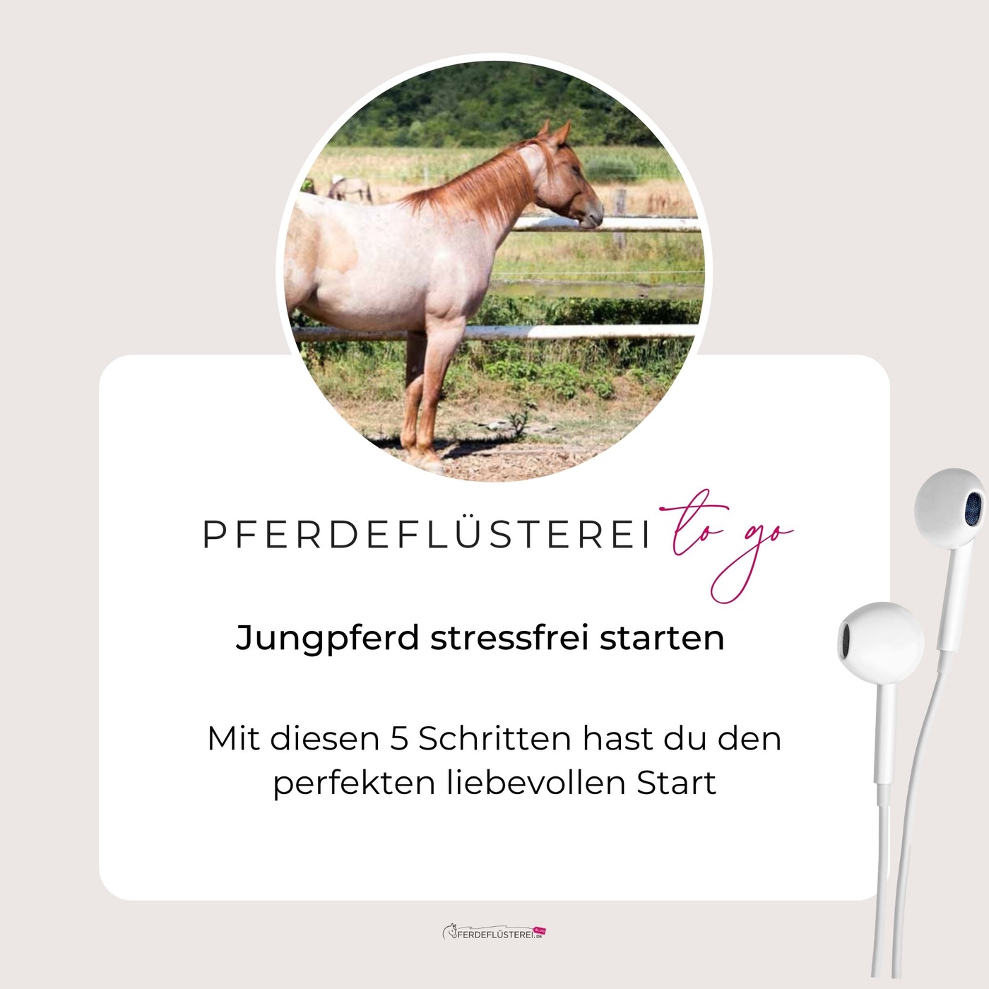 Jungpferd stressfrei starten