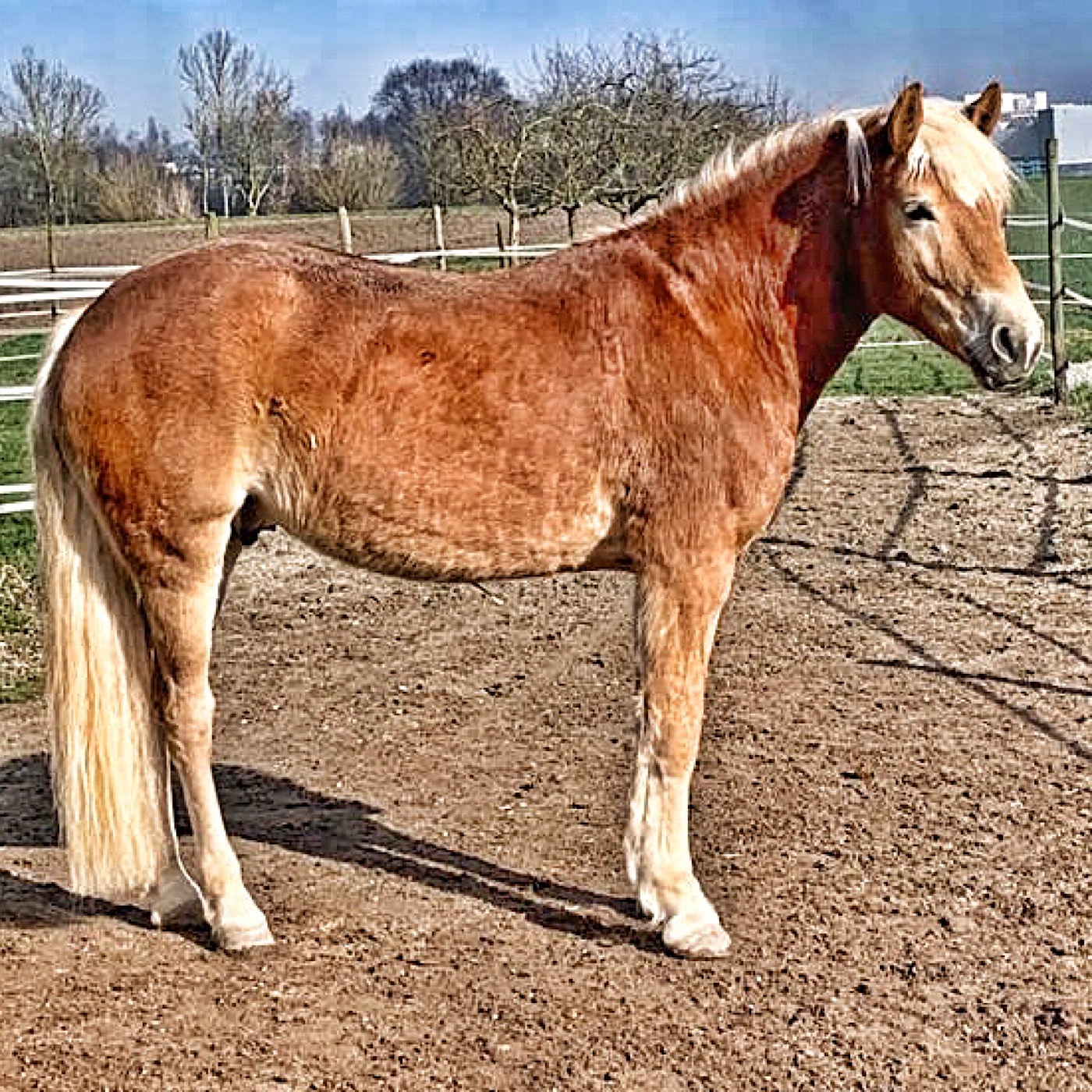 Episode 53 - #uyvequestrian