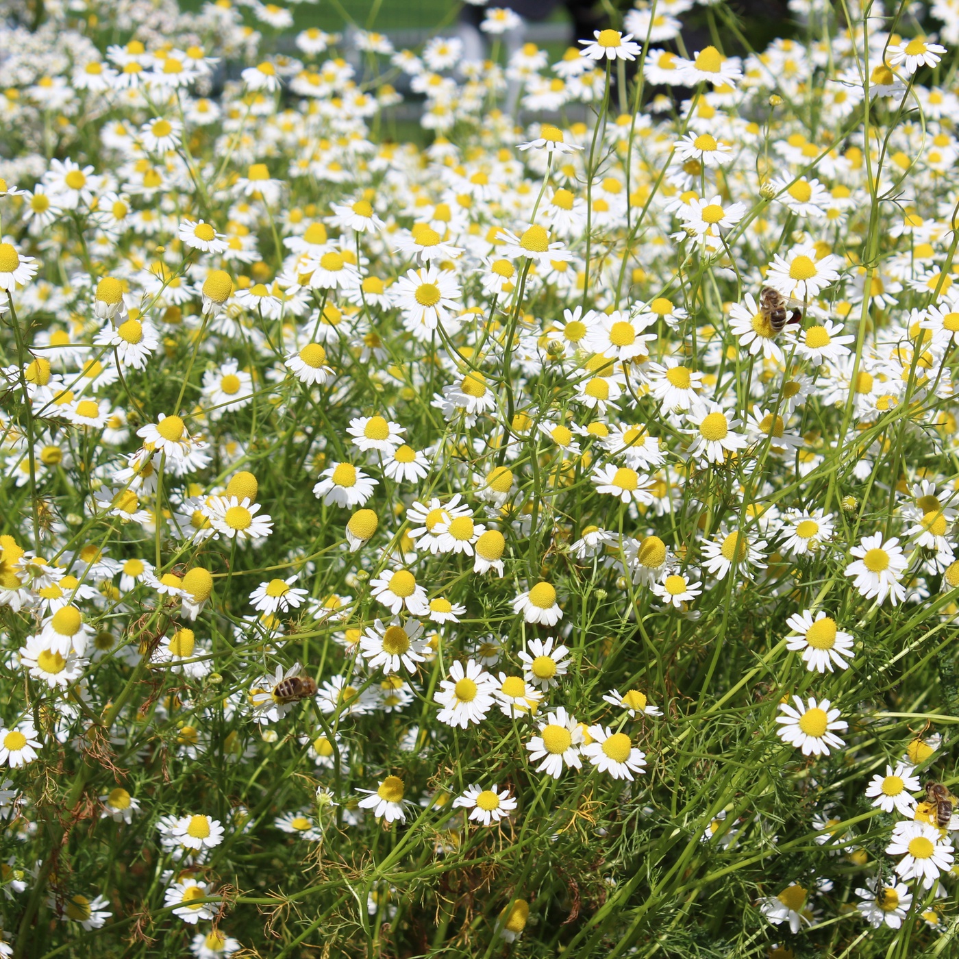 Demeter: Die Präparate für die Demeter-Nutzung