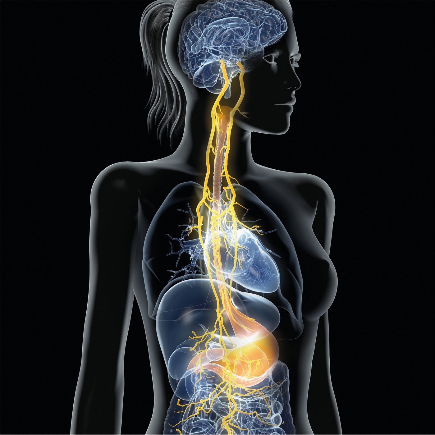 122_Das vegetative Nervensystem