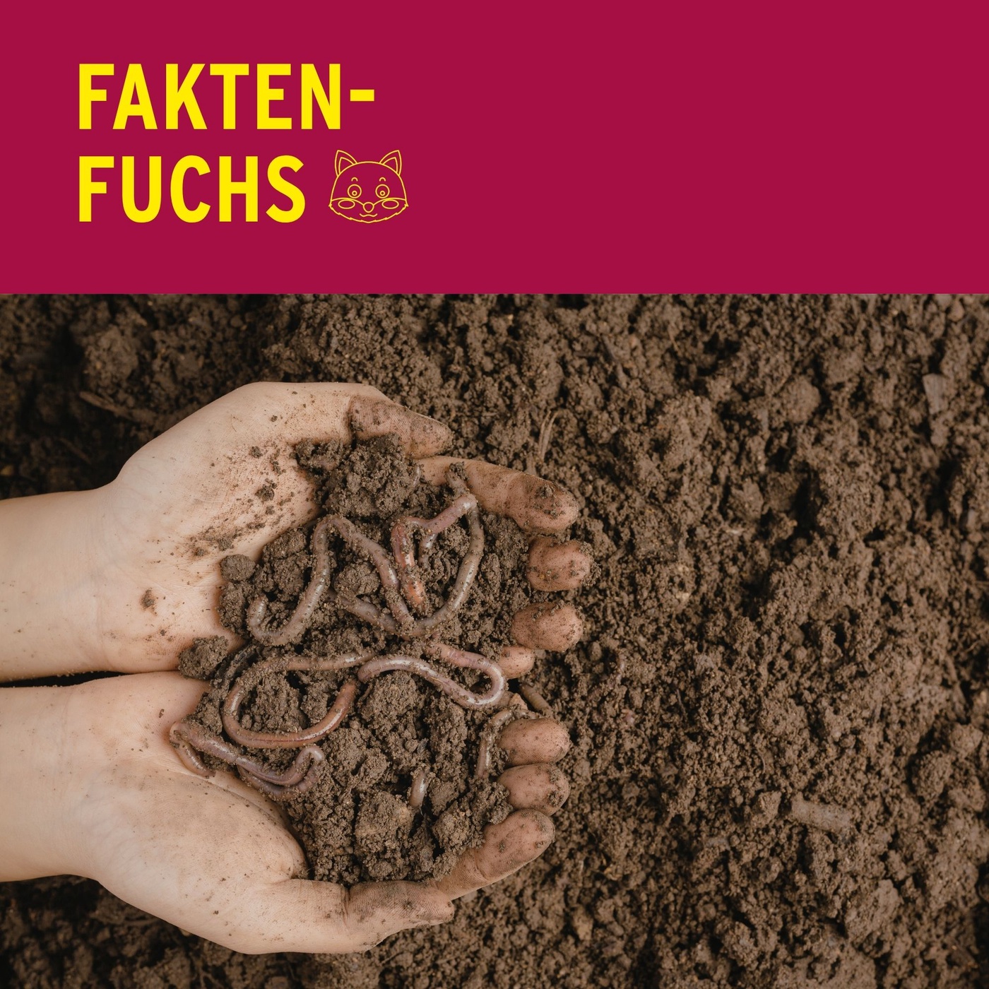 Faktenfuchs: Regenwürmer