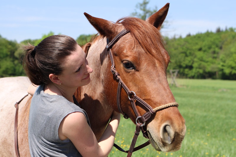 Wie du ein feines Pferd bekommst