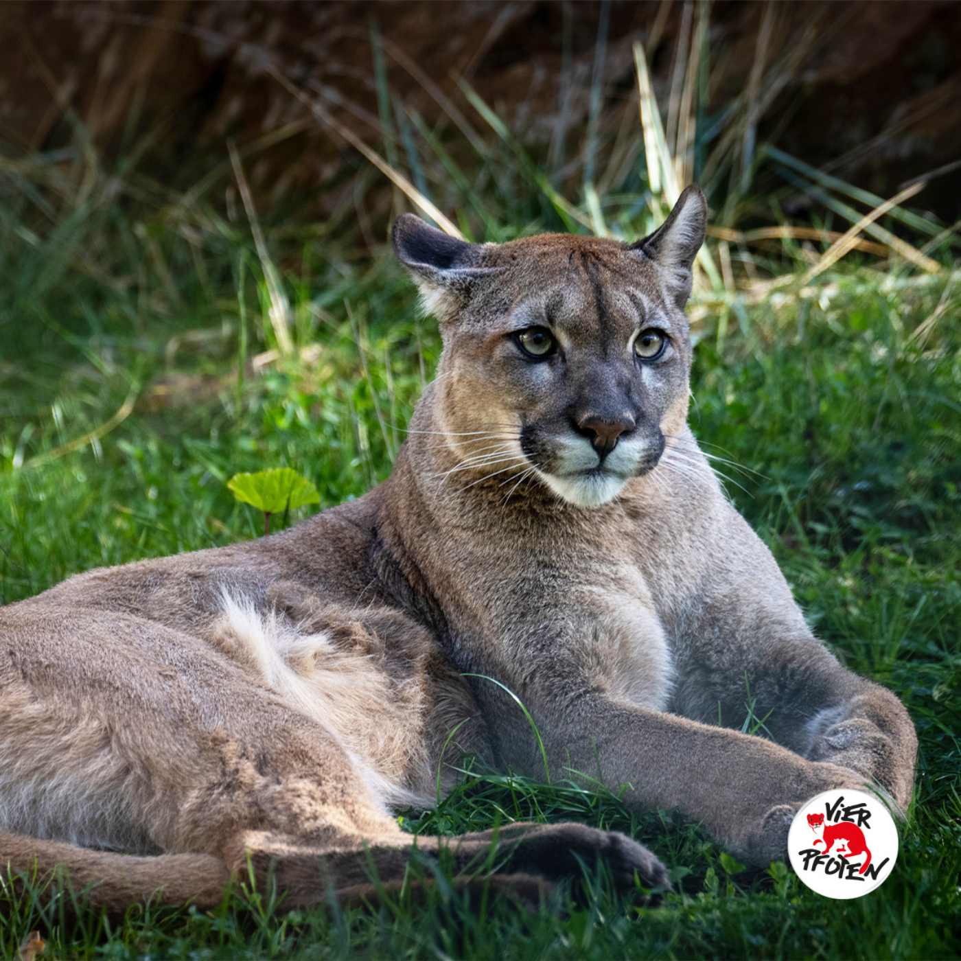 Puma Tikam – Wildtier als Haustier?