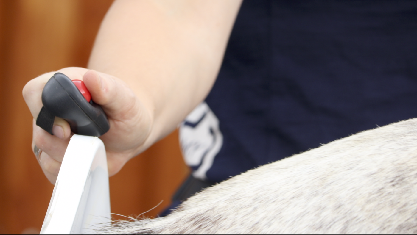 Das total motivierte Pferd