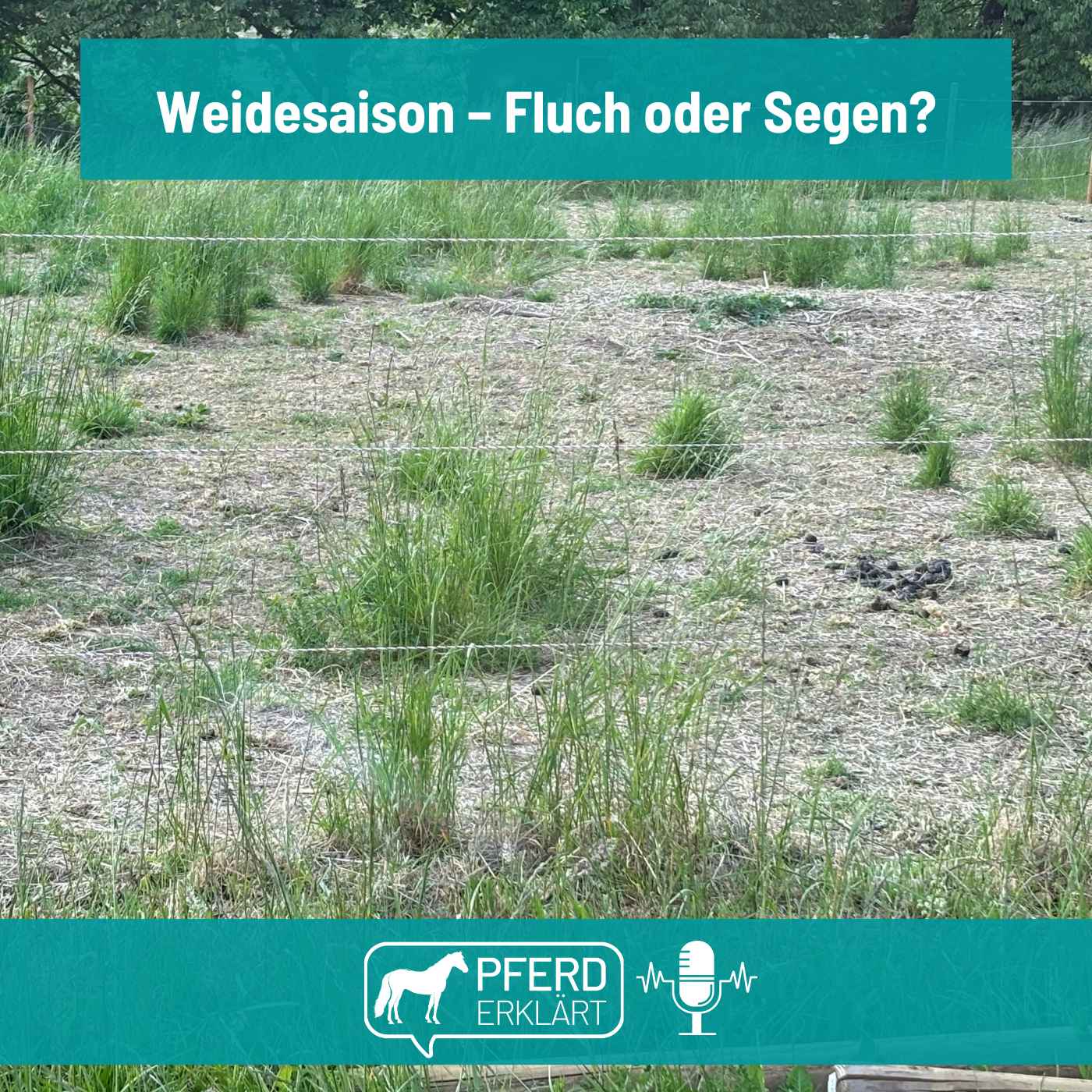 Weidesaison - Fluch oder Segen?
