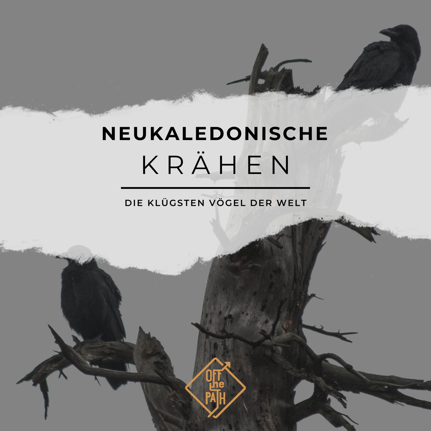 Die klügsten Vögel der Welt: Neukaledonische Krähen und ihre Werkzeuge